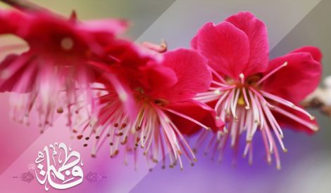 الافتتاحية: سيدة نساء العالمين عليها السلام مظهر الكمال