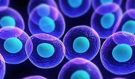 تخليق أول مجموعة من الخلايا الجذعية الأساسية
