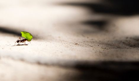 مشاركات القراء: تحطُّم النمل