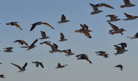 بأقلامكم: ...وقلمي سلاح