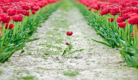 بأقلامكم:  دماء الحُرّ فوح العطر