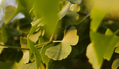 طب الأعشاب: الجنكة Ginkgo